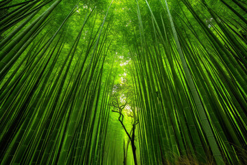 Fototapeta premium An artistic portrayal of a dense bamboo forest, with the slender stalks forming vertical lines that converge towards the top of the frame.