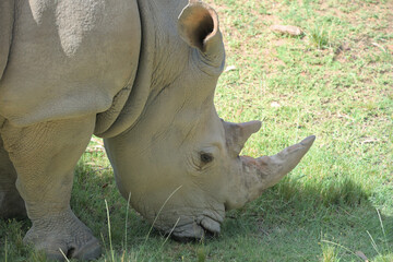 Obraz premium A portrait of the white rhinoceros, white rhino or square-lipped rhinoceros (Ceratotherium simum in Latin) is grazing