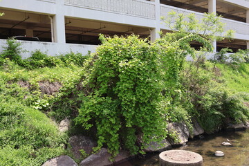 plants in a greenhouse