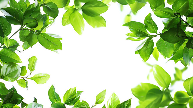 abstract background of lush green foliage on isolated background, featuring a single green leaf