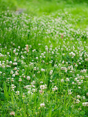 草原に咲いた白詰草の花