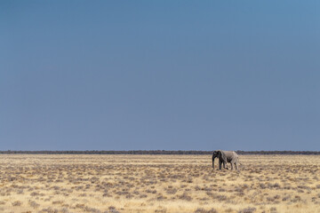 Telephoto shot of one African Elephant -Loxodonta Africana- running across the plains of Etosha...