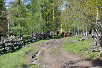 A herd of horses graze in the forest on a sunny day.