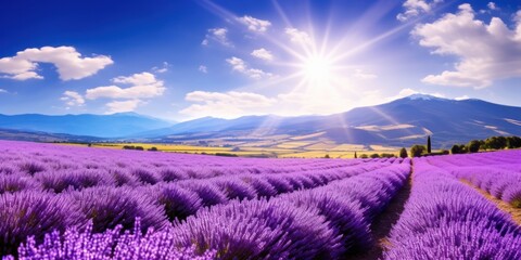 Stunning Lavender Field Landscape with Sunburst
