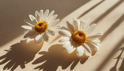 daisy and chamomile flower, daisy, nature, white, plant, camomile, summer, spring