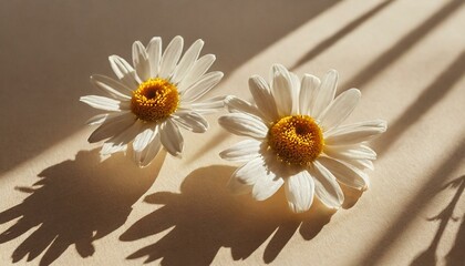 Obraz premium daisy and chamomile flower, daisy, nature, white, plant, camomile, summer, spring