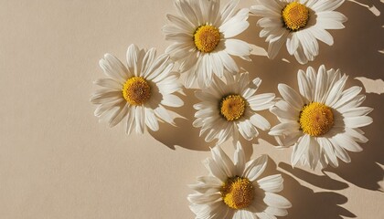 Fototapeta premium daisies in a vase petal, flora, floral, bloom, garden, close-up, daisies