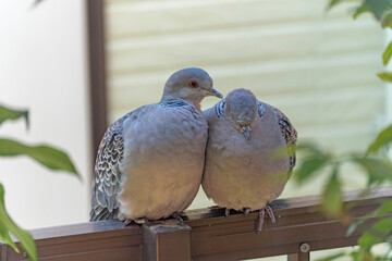 よりそうキジバトのつがい