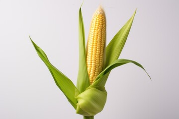 Fresh corn on the cob