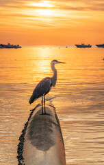 A heron hunting in the sea in the sunset or sunrise light