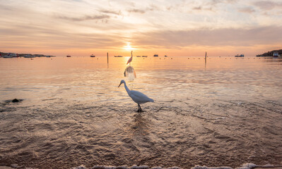 Great egret (Ardea alba), a medium-sized white heron fishing on the sea beach