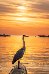 A heron hunting in the sea in the sunset or sunrise light