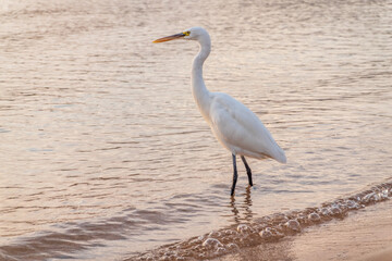 Great egret (Ardea alba), a medium-sized white heron fishing on the sea beach