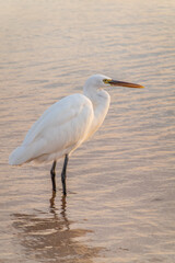 Great egret (Ardea alba), a medium-sized white heron fishing on the sea beach