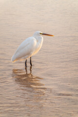 Great egret (Ardea alba), a medium-sized white heron fishing on the sea beach