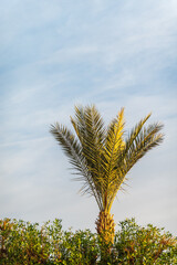 Palm tree with green leaves on blue background