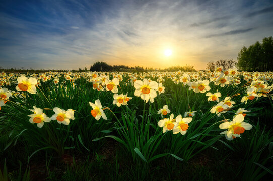 Beautiful sunset over field of narcissus flowers