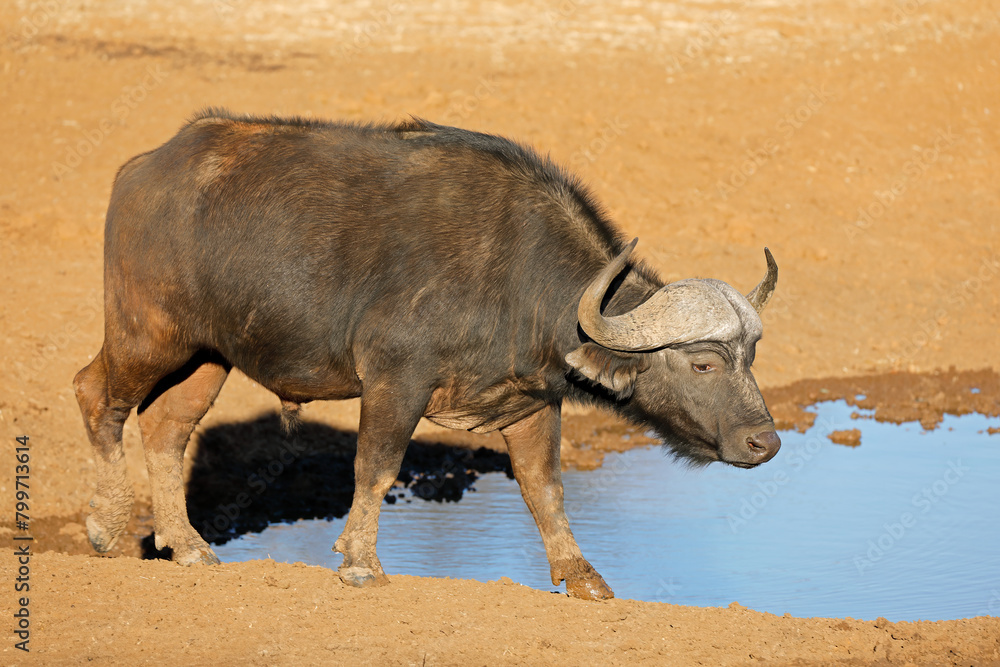 Poster African of Cape buffalo (Syncerus caffer) at a waterhole, Mokala National Park, South Africa.