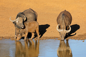 African of Cape buffaloes (Syncerus caffer) drinking at a waterhole, Mokala National Park, South...