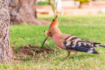 Eurasian hoopoe or Common hoopoe (Upupa epops) bird close-up on natural green grass background