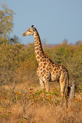 A giraffe (Giraffa camelopardalis) in natural habitat, Kruger National Park, South Africa.