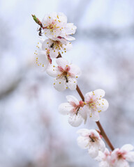 梅の花に集まる黒蟻 / Black ants gathering on Japanese apricot blossoms