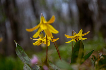 Trout lily in bloom on the Appalachian Trail