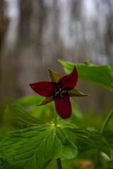 Trillium growing in the forest