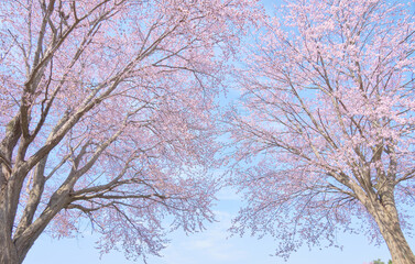 恵庭公園の満開のエゾヤマザクラ / Sargent's cherry in full bloom at Eniwa Park
