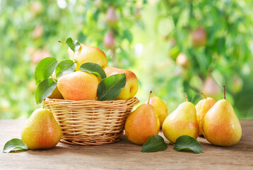 fresh pears in a basket on a wooden table on orchard garden background