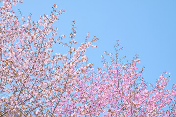 恵庭公園の満開のエゾヤマザクラ / Sargent's cherry in full bloom at Eniwa Park