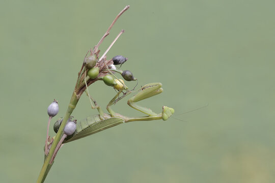 A green praying mantis is looking for prey on the fruit-filled branches of the Job's tears plant. This insect has the scientific name Hierodula sp.