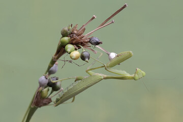 A green praying mantis is looking for prey on the fruit-filled branches of the Job's tears plant....