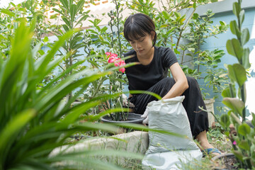 Asian punk woman with tattoo tilling the soil and adding fertilizer in the garden. Adenium or desert rose flower is medicinal herbs. (Impala Lily, Mock Azalea, Pink adenium).