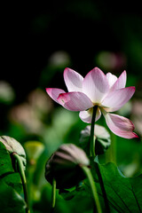 pink lotus flower in the garden