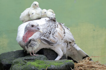 A female turkey is looking after her newly hatched chicks with great affection. This animal is...