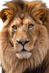 portrait of a lion, Lion isolated on a white Background 
