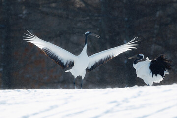 タンチョウヅル