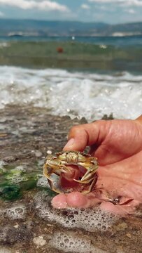 Crab on the Marmara Sea beach in Turkey. A man holds a crab in his hand against the background of the waves. A small crab on the sand. Gemlik, 2022. A tropical beach. 4K