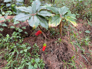 Wild plants are a plant species that grow spontaneously on self-maintaining populations in natural or semi-natural ecosystems and can exist independently of direct human action.