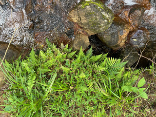 Wild plants and rocks symbolizing cultural heritage and struggle

