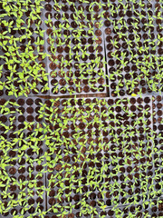 Saplings are young trees that are more mature than a seedling but is not yet seed-producing. They can be produced through seed, vegetatively through cutting.