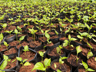 Saplings are young trees that are more mature than a seedling but is not yet seed-producing. They can be produced through seed, vegetatively through cutting.