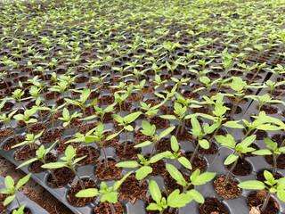 Saplings are young trees that are more mature than a seedling but is not yet seed-producing. They can be produced through seed, vegetatively through cutting.