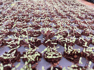 Saplings are young trees that are more mature than a seedling but is not yet seed-producing. They can be produced through seed, vegetatively through cutting.