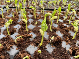 Saplings are young trees that are more mature than a seedling but is not yet seed-producing. They can be produced through seed, vegetatively through cutting.