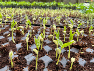 Saplings are young trees that are more mature than a seedling but is not yet seed-producing. They can be produced through seed, vegetatively through cutting.
