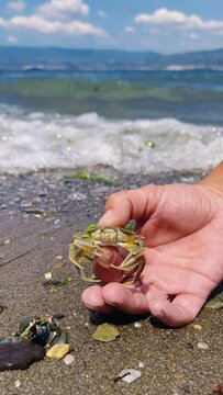 Crab on the Marmara Sea beach in Turkey. A man holds a crab in his hand against the background of the waves. A small crab on the sand. Gemlik, 2022. A tropical beach. 4K