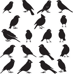 set of birds