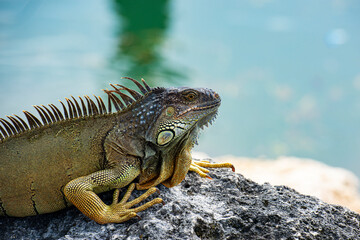 Iguana dragon. Iguana lizard on a stone. Green lizards iguana. Big iguana on an nature.